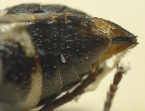 Réf. 217 139 : Oryttus concinnus